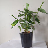 Ctenanthe Golden Mosaic 170mm in No Fancy Pot