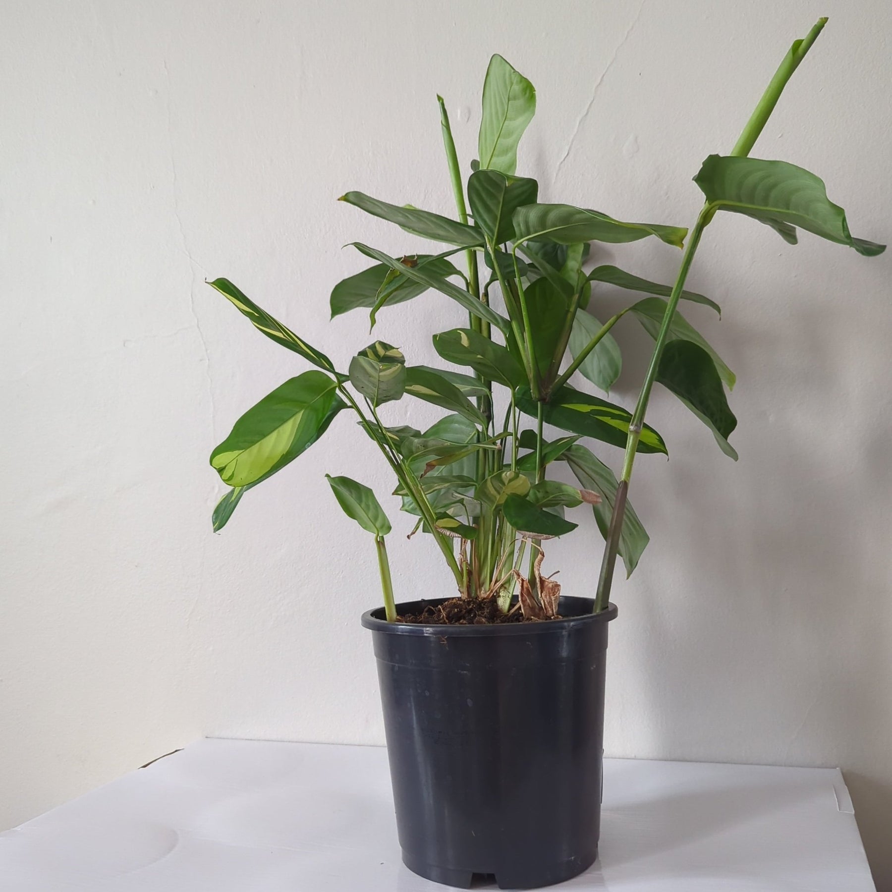 mosaic prayer plant Ctenanthe Golden Mosaic 170mm – Indoor Prayer Plant