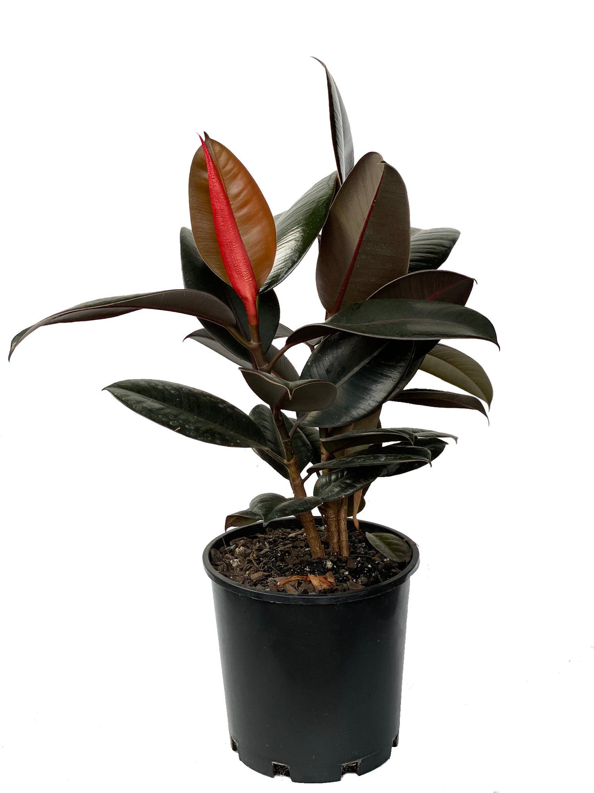 Dans PlantsFicus Elastica Burgundy 120mm #same day gift delivery melbourne#