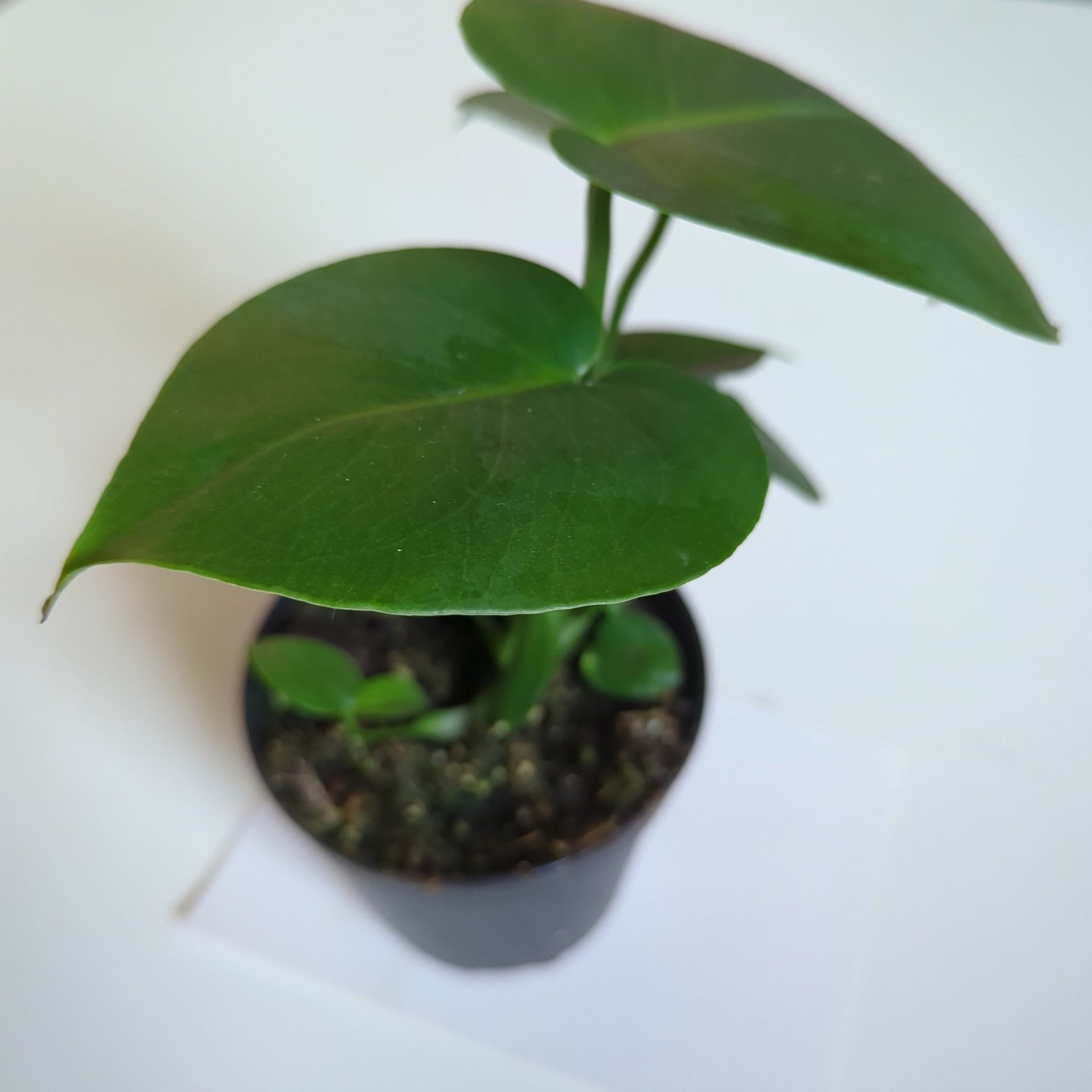 buy monstera deliciosa melbourne Monstera Deliciosa 120mm