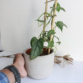 Dans PlantsMonstera Siltepecana Espalier on ladder 120mm #same day gift delivery melbourne#