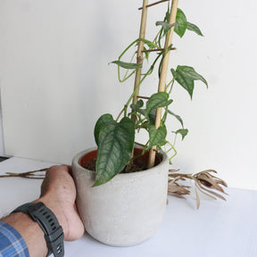 Monstera Siltepecana Espalier on ladder 120mm