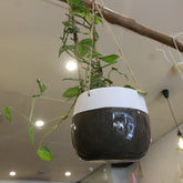 Dans PlantsMonstera Siltepecana Espalier on ladder 120mm #same day gift delivery melbourne#