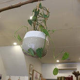 Dans PlantsMonstera Siltepecana Espalier on ladder 120mm #same day gift delivery melbourne#