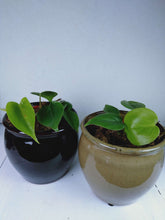 Dans PlantsPhilodendran Cordatum 120mm with Stonewash Pot #same day gift delivery melbourne#