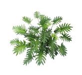 Dans Plants Philodendron xanadu 300mm #same day gift delivery melbourne#