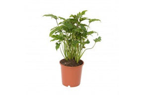 Philodendron xanadu 300mm