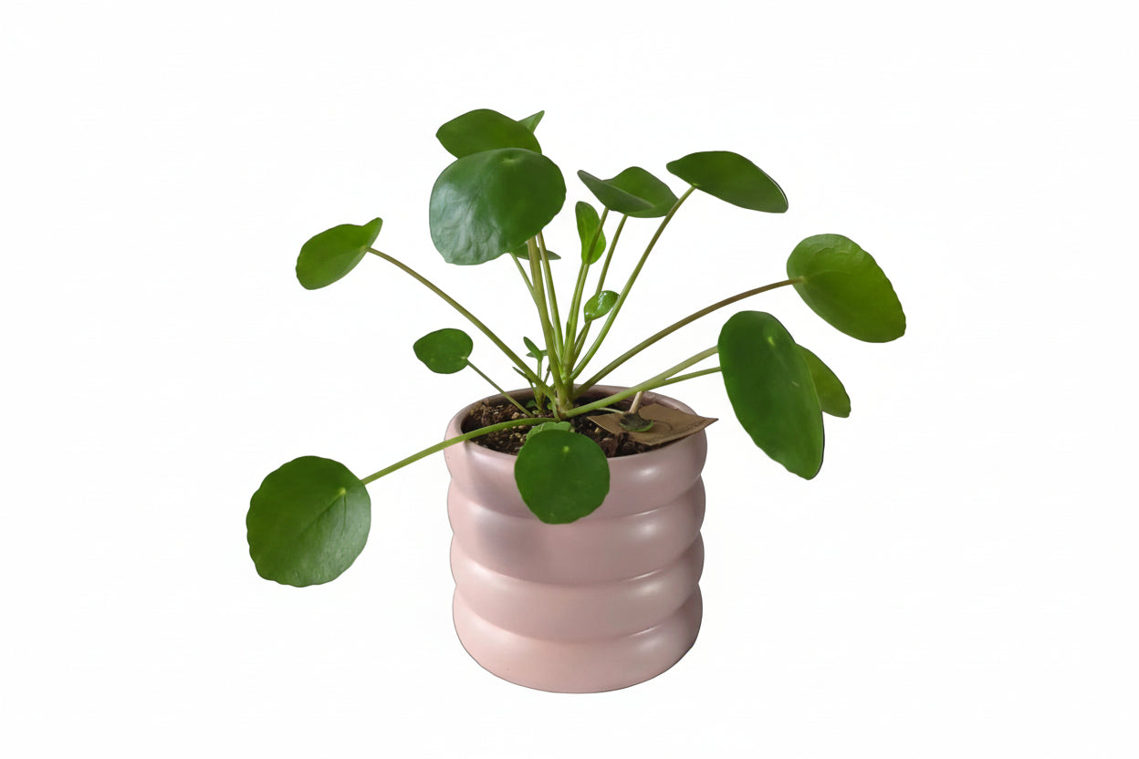 Pilea Peperomioides | Pancake Plant
