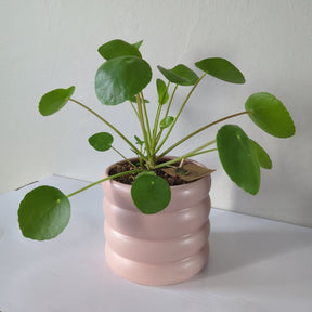 Pilea Peperemoides