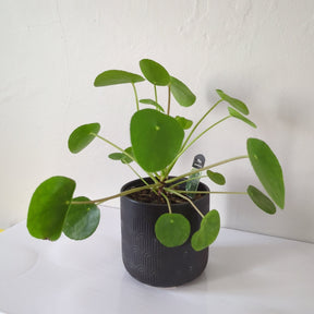 Pilea Peperemoides