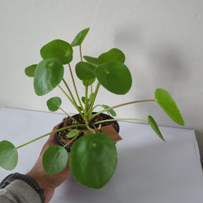 Pilea Peperemoides