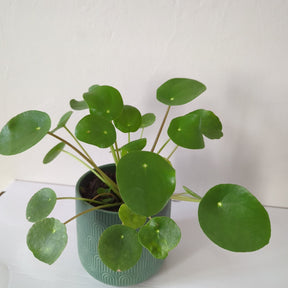 Pilea Peperemoides