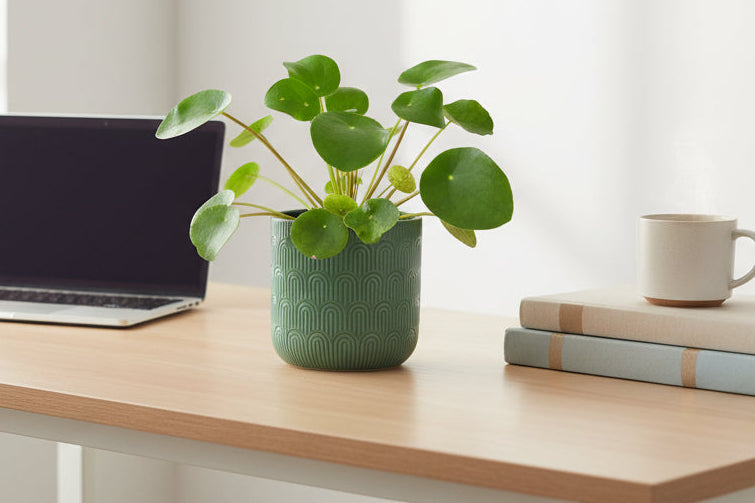 Dans Plants Pilea Peperemoides #same day gift delivery melbourne#