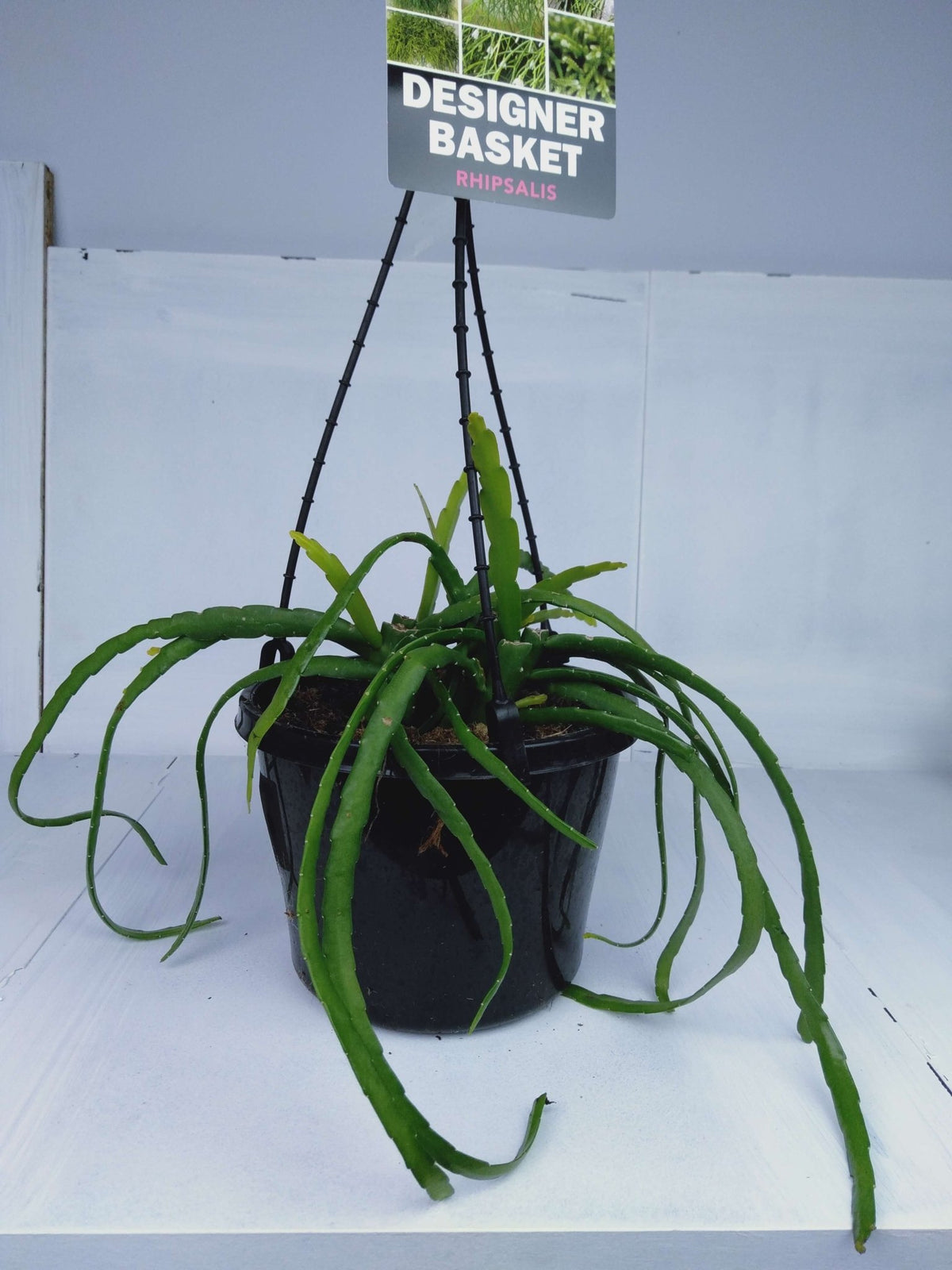 Dans PlantsRhipsalis Baccifera Plant in 150mm hanging basket #same day gift delivery melbourne#