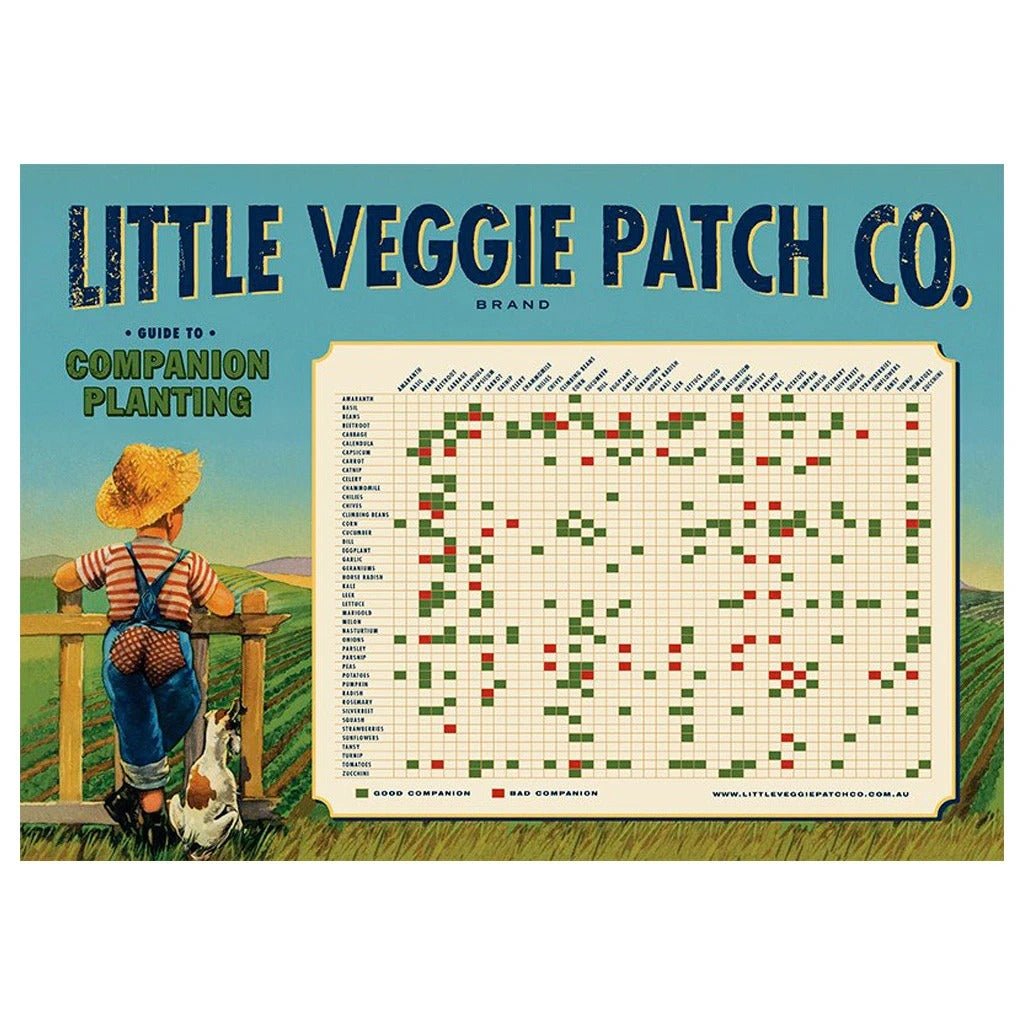 Little Veggie Patch Co Guide to Companion Planting reference chart for organic vegetable gardens.