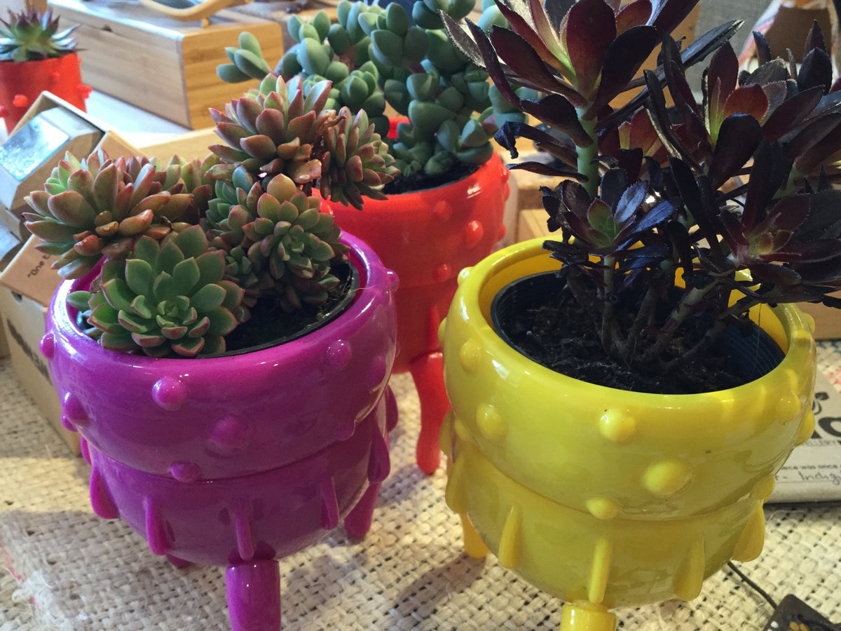 Mr Fancy PlantsMr Fancy Plants Critter pot (pot only) #same day gift delivery melbourne#