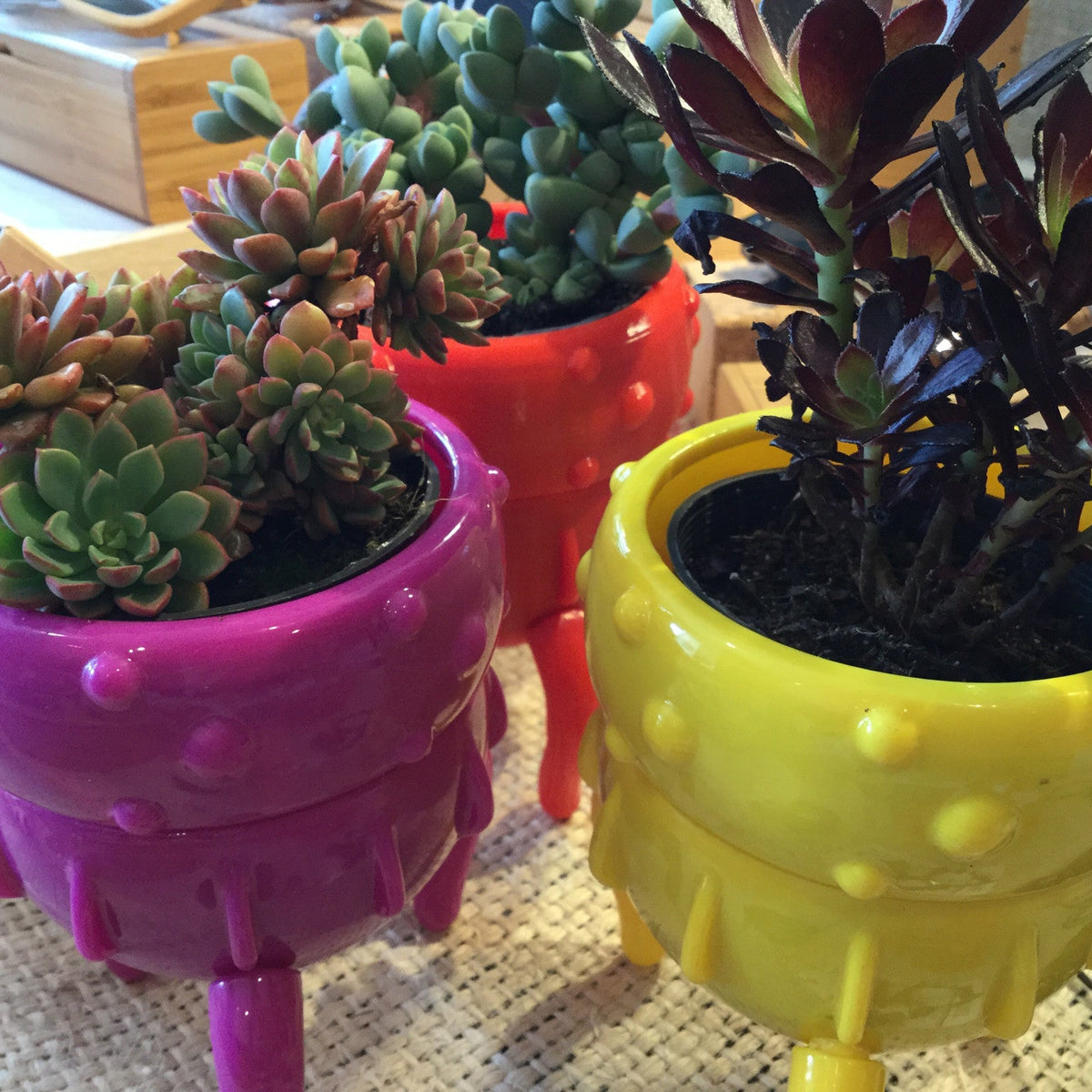 mr pot plants Mr Fancy Plants Critter pot (pot only)